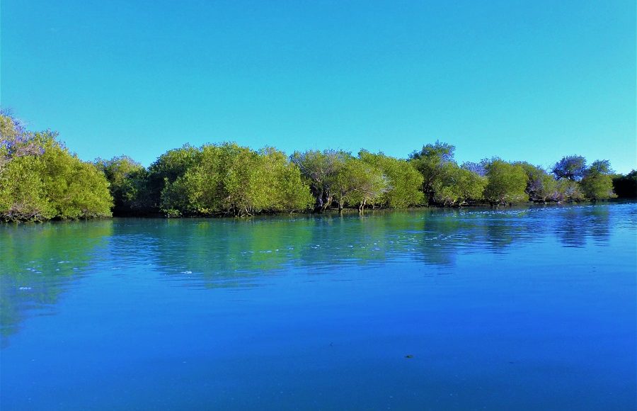 Mongrove forest Qeshm