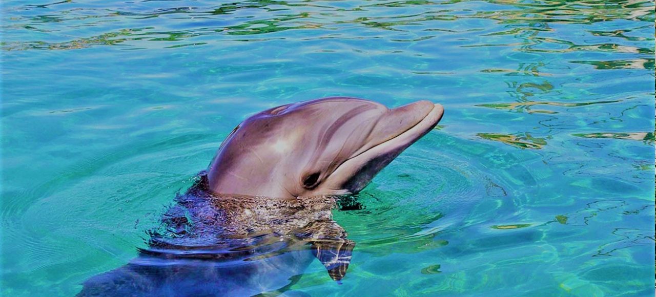 Dolfin Park