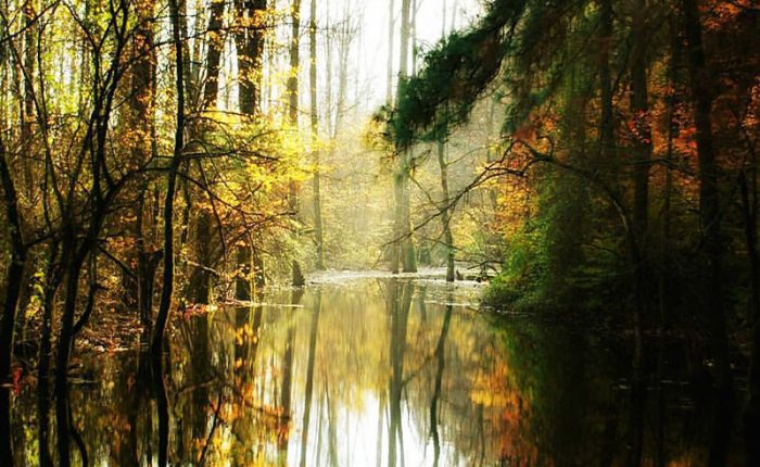 Saravan Forest Park