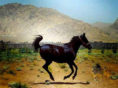 Kurdish Horses