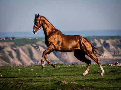 Turkmen Horses