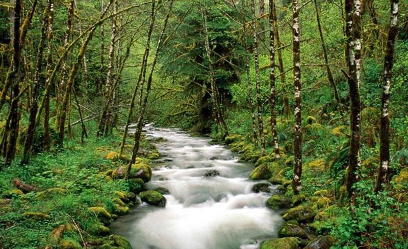 The screaming forest - Torghabe